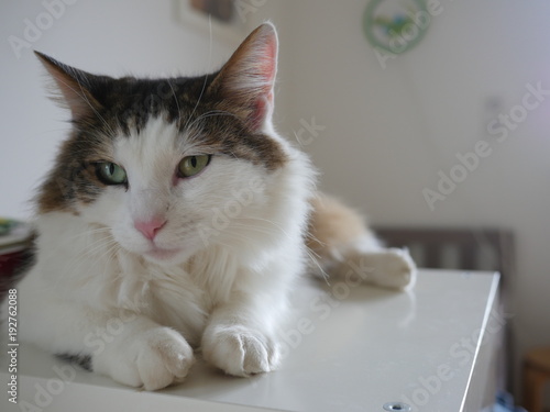 Fluffy cat sitting on table indoor