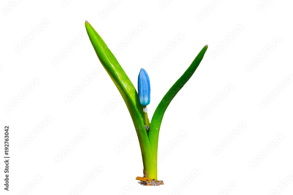 closeup beautiful spring flower isolated on a white background closeup beautiful spring flower isolated on a white background
