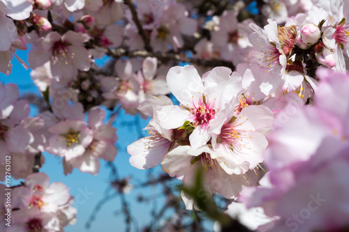 Horizontal View of Close Up of Almond Tree Flowers On Blur Background