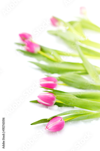 Fototapeta Naklejka Na Ścianę i Meble -  Pink Tulips Flowers White Background Snow Winter Spring Woman's Day Easter