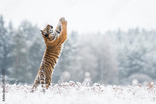 Young Siberian tiger playing with snow