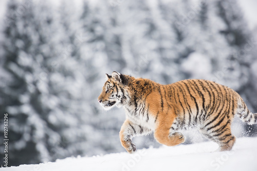 Young Siberian tiger running across snow fields