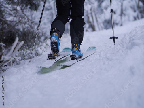 Rear view of person skiing in forest
