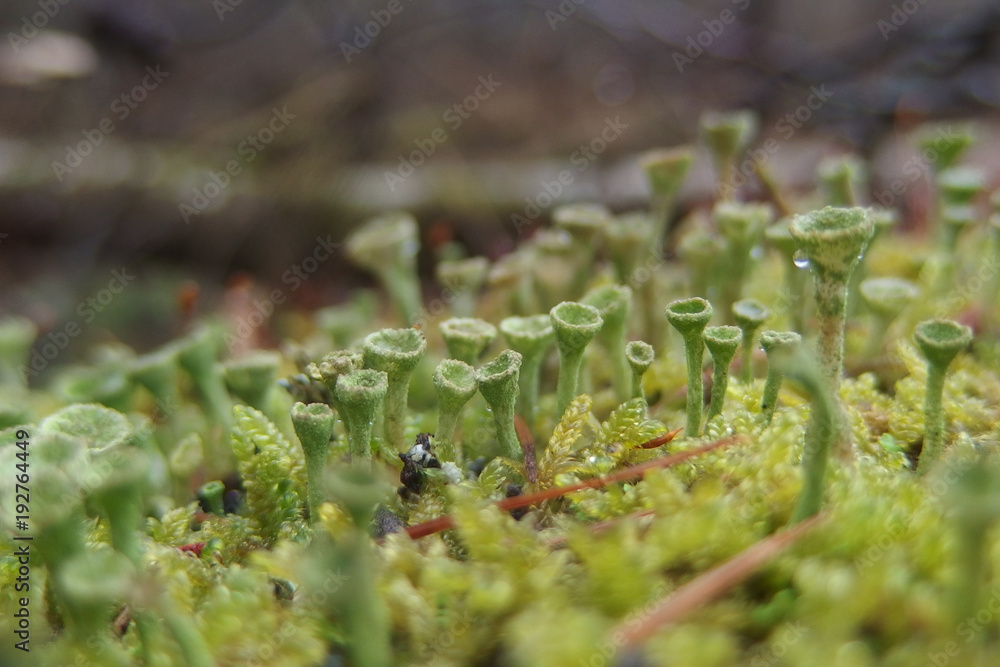 Porost chrobotek strzępiasty Cladonia fimbriata Porost chrobotek strzępiasty Cladonia fimbriata