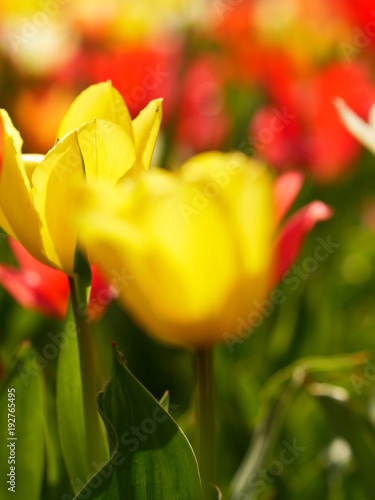 Macro of bright flowers