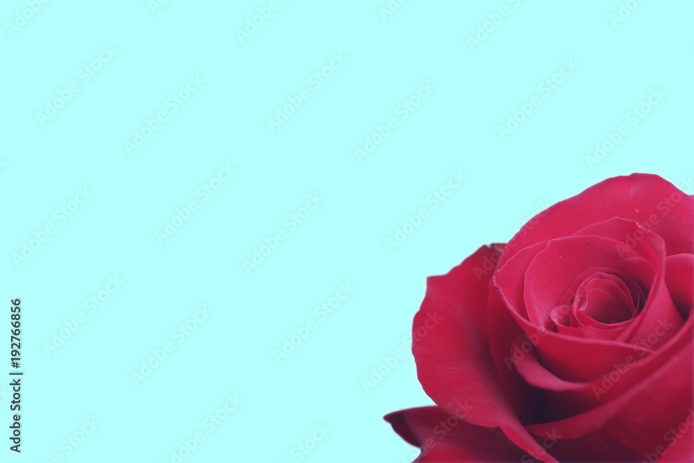 closeup of rose blossom in muted style on blue pastel background - visual concept background with copy space for text closeup of rose blossom in muted style on blue pastel background - visual concept background with copy space for text