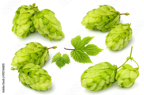 Hops plants сollage.