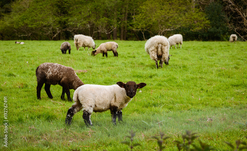 Sheep and lamb in a green field in Great Britain England UK Devonshire