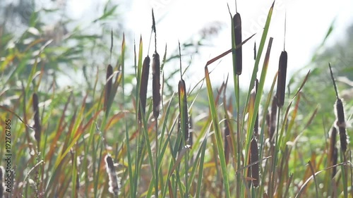 Bulrush plant on an autumnl lakeside photo