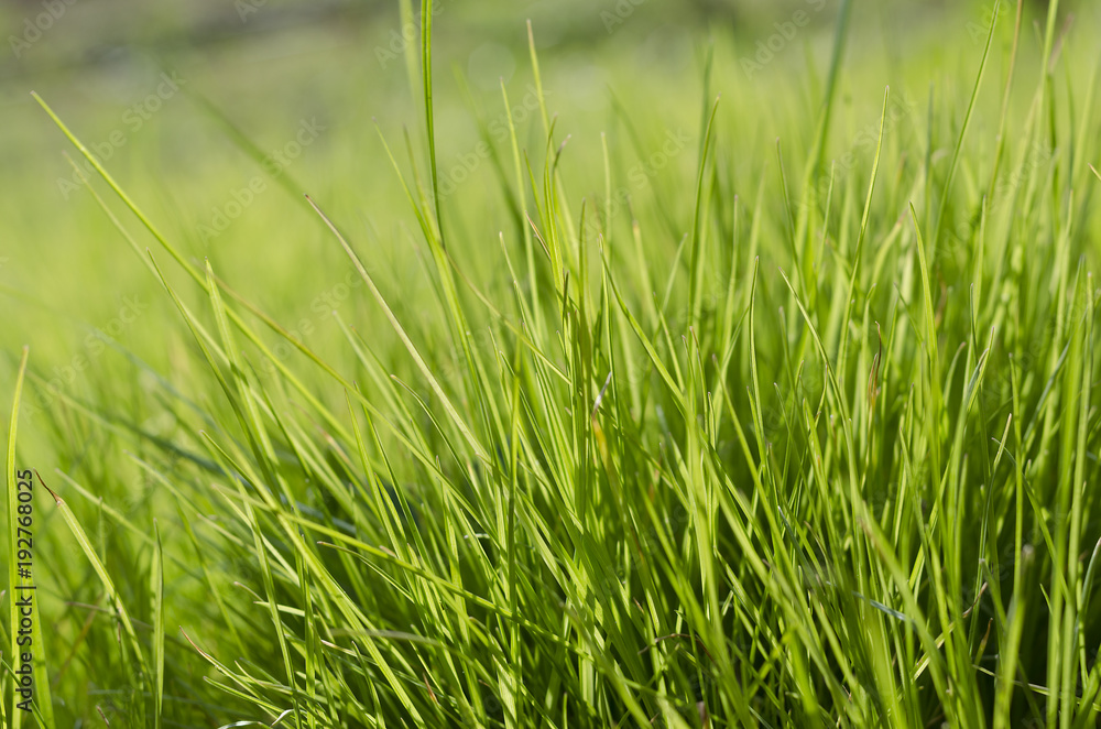 Vibrant green grass close-up with DOF focus Vibrant green grass close-up with DOF focus