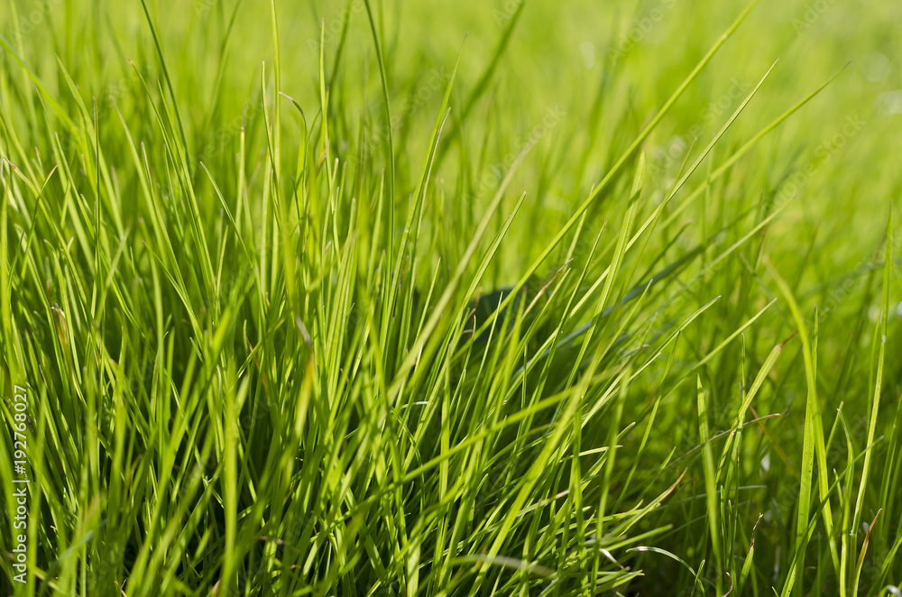 Vibrant green grass close-up with DOF focus Vibrant green grass close-up with DOF focus