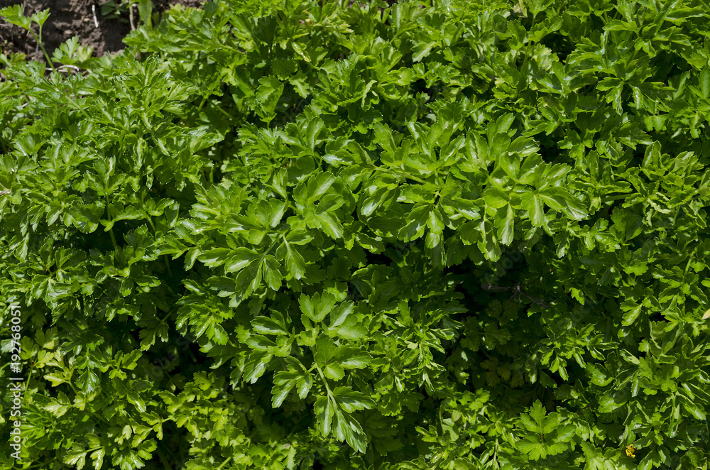 Growing bio herbs and vegetables in summer Growing bio herbs and vegetables in summer