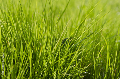 Vibrant green grass close-up with DOF focus