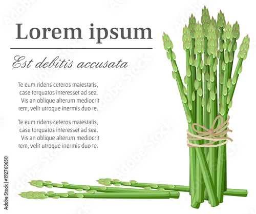 Asparagus vegetable plant bunch of asparagus stems vector illustration with place for your text for decorative poster emblem natural product farmers market web site page and mobile app design