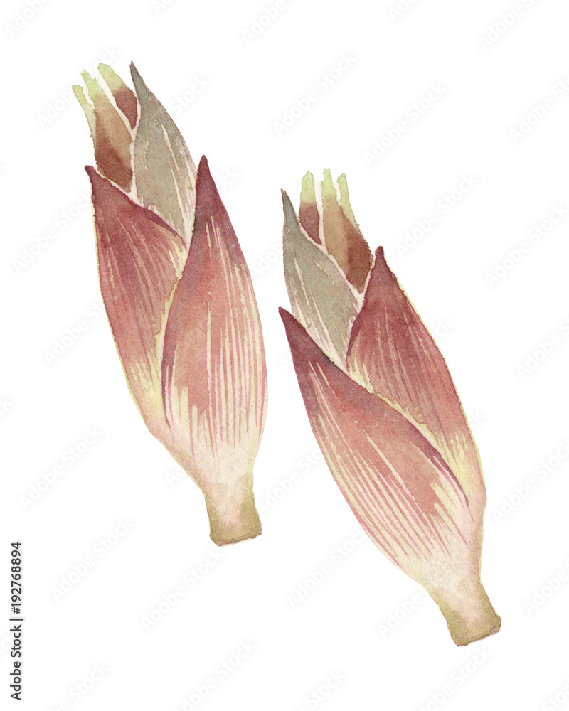 山菜 みょうが 水彩 イラスト Stock イラスト Adobe Stock