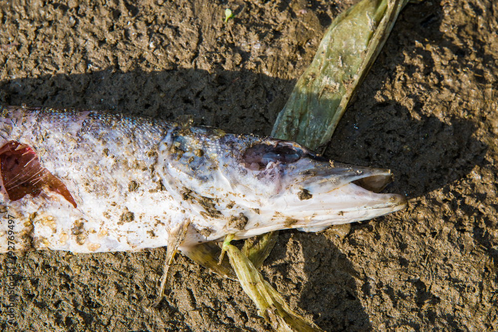 Naklejka premium dead pike on the ground
