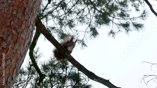 Red Squirrel on tree forest 4k photo