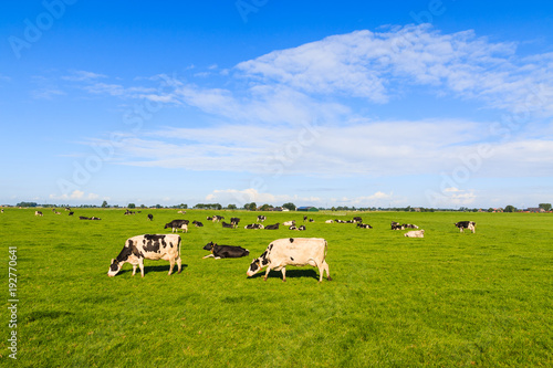 Cows grazing in farmers field in summer The Netherlands, Europe