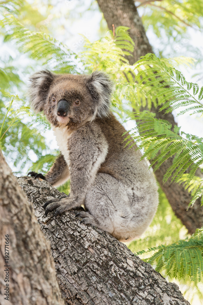 Fototapeta premium Close up of koala, iconic native Australian marsupial animal on tree