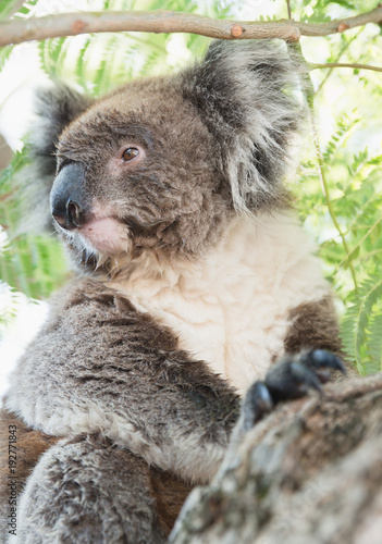 Close up of koala  iconic native Australian marsupial animal on tree