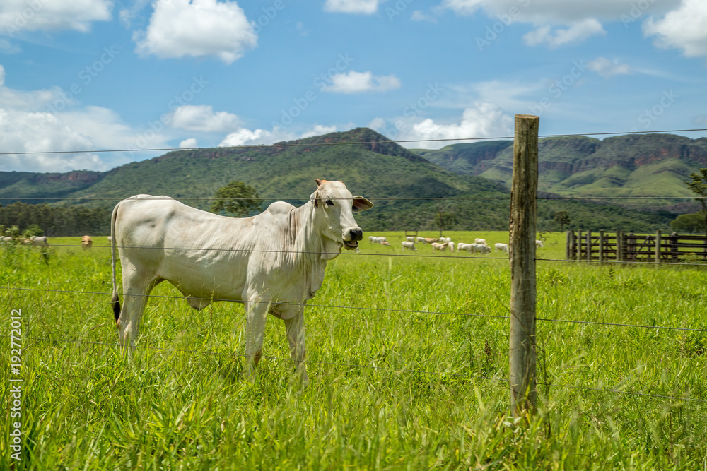 Obraz premium cattle farm montain pecuaria brazil