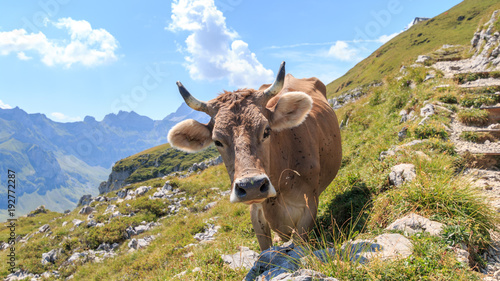 Alpine Cow