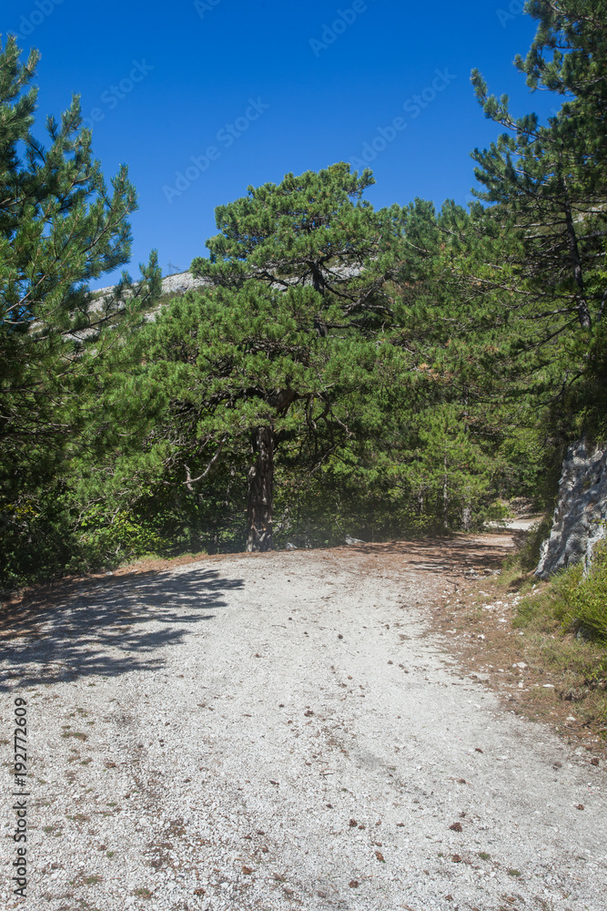 Fototapeta premium The dried tree from Emir Kusturica's film 
