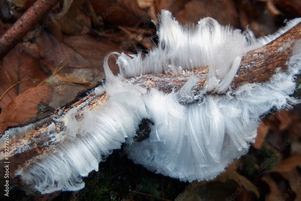 Naklejka premium Niezwykłe zjawisko przyrodnicze - lodowe włosy na drewnie wyglądające jak włosy anielskie.. Za ten proces krystalizacji odpowiada grzyb Exidiopsis effusa.