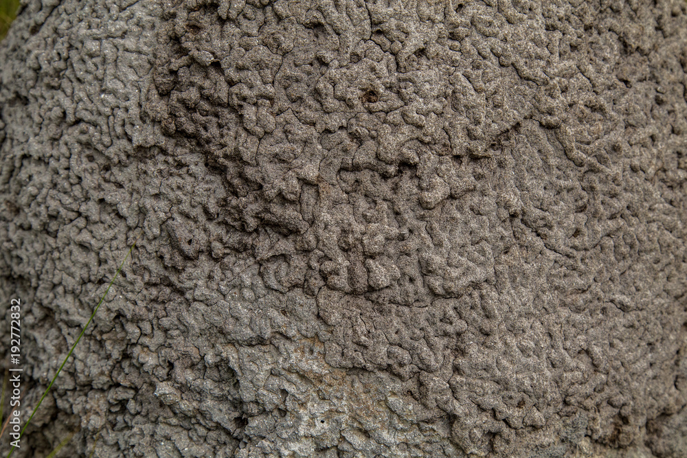 termite mound termite mound