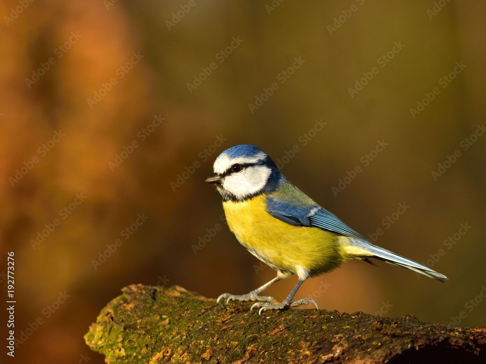 Fototapeta premium The Eurasian blue tit (Cyanistes caeruleus) on a branch