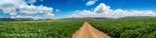 Canvas Print soybean plantation road montain brazil