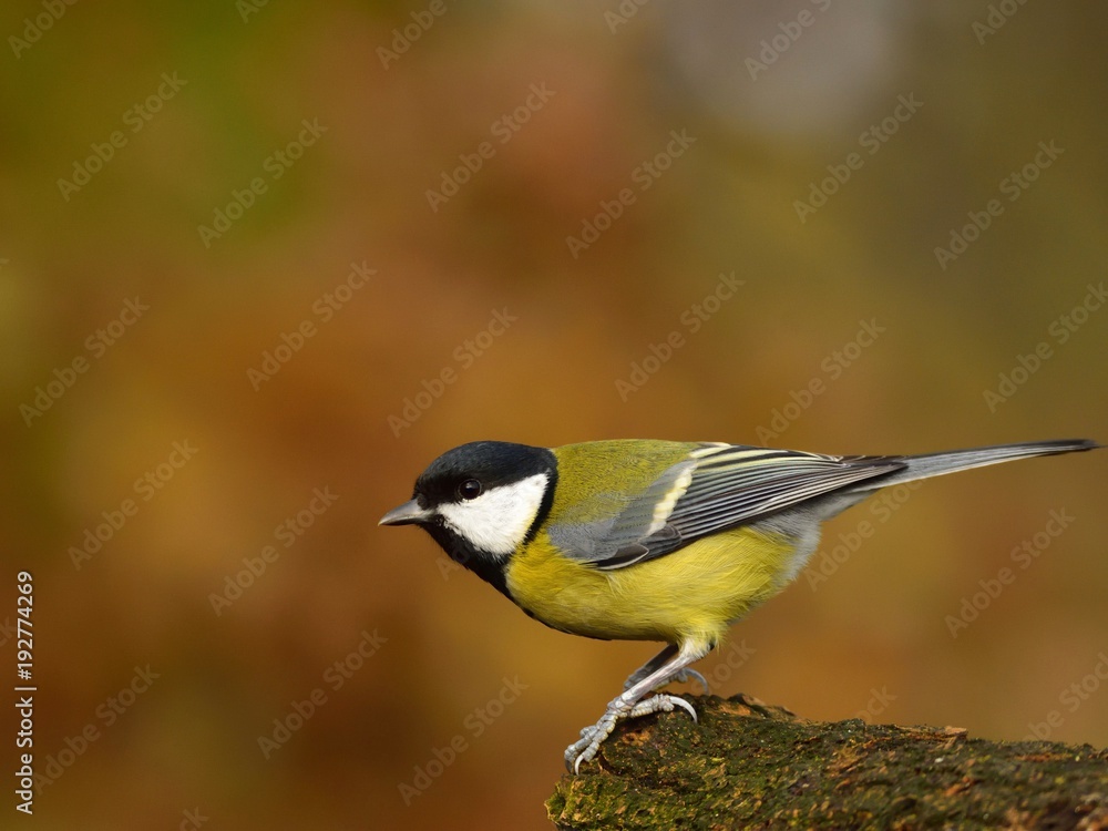 The great tit (Parus major) on a twig The great tit (Parus major) on a twig