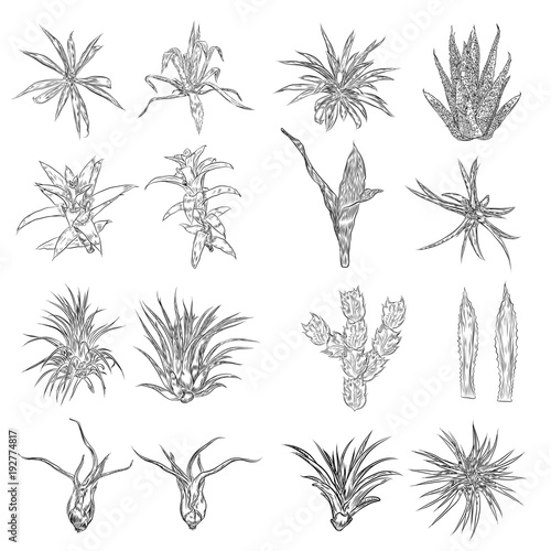Cactus fashion set design. Cacti mood collection. Sketchy hand drawn style illustration. Succulent terrarium collection. Wild floral exotic tropical forest. Vector.