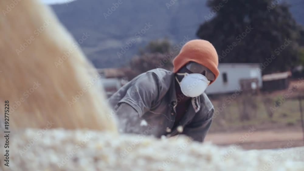 Shot in 50p. White maize / corn is delivered to the depot in Mozambique