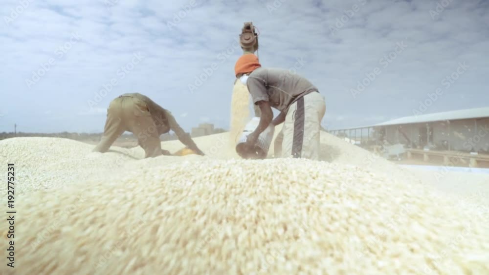 Shot in 50p. White maize / corn is delivered to the depot in Mozambique
