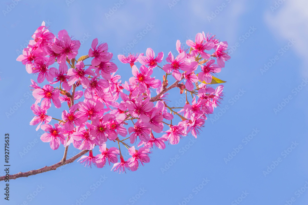 The surface texture of Gratoxylum, formosum, Guttiferae, sweet colorful of Thailand sakura flower, pink heart flower, with the blue sky and cloud background. The surface texture of Gratoxylum, formosum, Guttiferae, sweet colorful of Thailand sakura flower, pink heart flower, with the blue sky and cloud background.