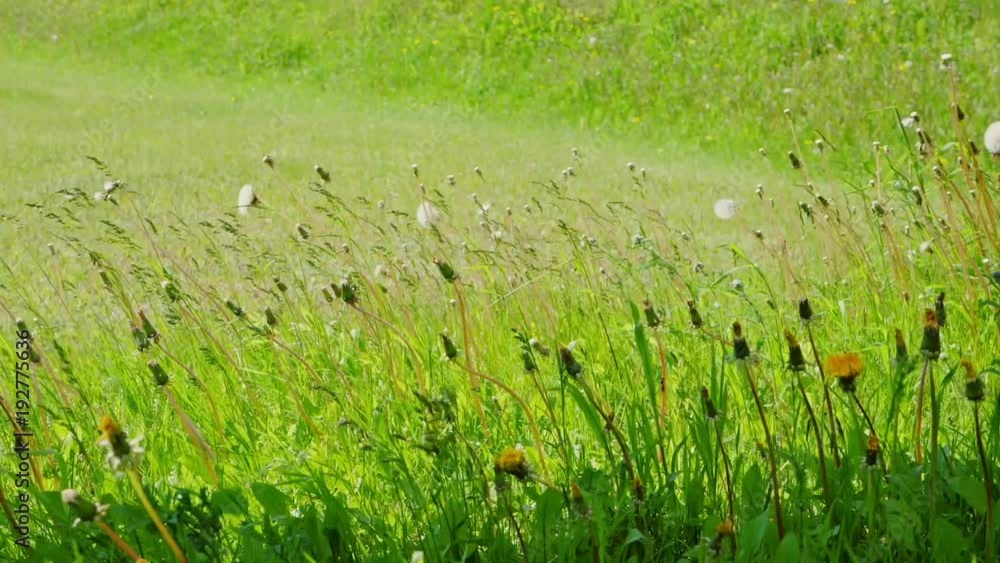 Slow motion shot of green grass and fowers blowing in the wind Slow motion shot of green grass and fowers blowing in the wind