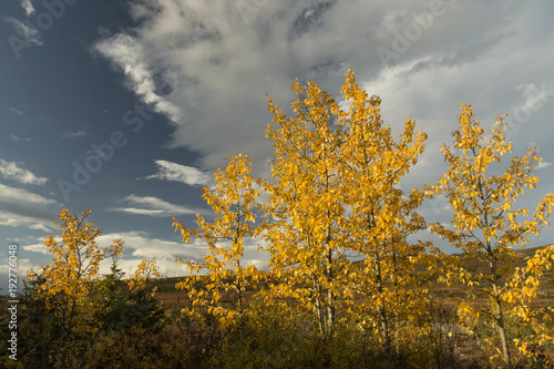 Fotografie Balsam poplars in the fall;  Denali National Park;  Alaska