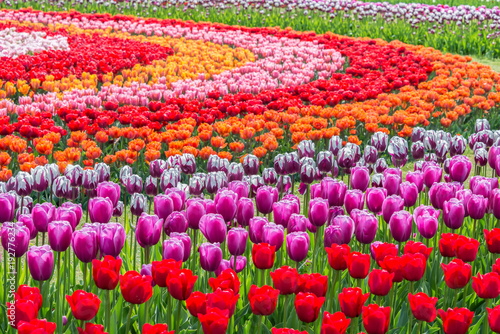 Tulips in a field garden arranged in a pattern of concentric circles of varying colors. Shallow depth of field.