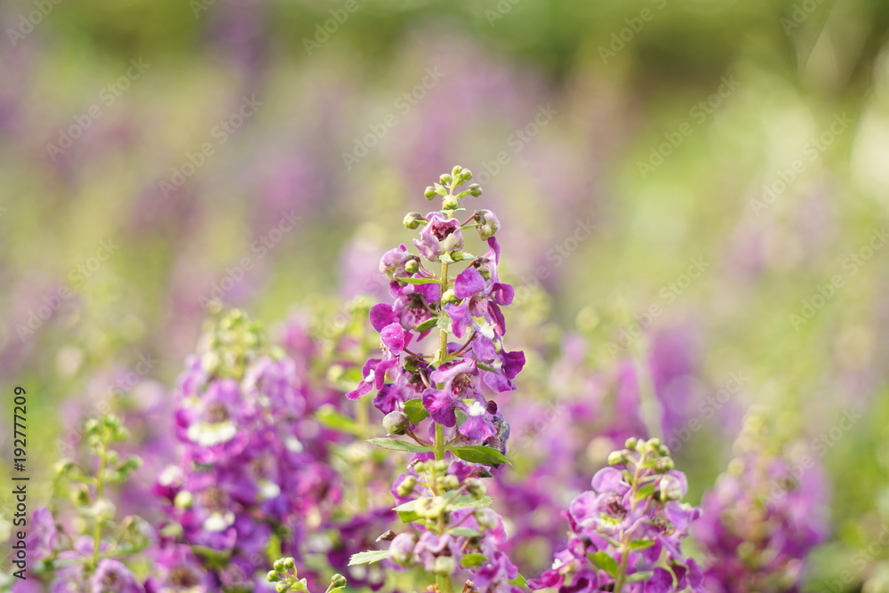 Forget me not flower at sunset background Forget me not flower at sunset background