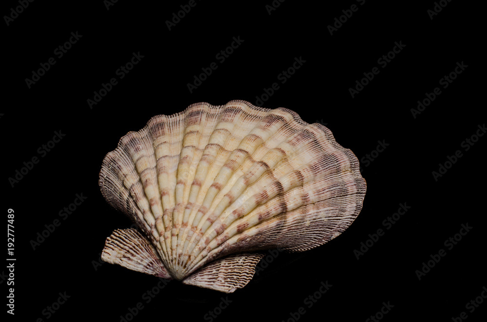 clam, seashell, sea, ocean clam on dark background clam, seashell, sea, ocean clam on dark background