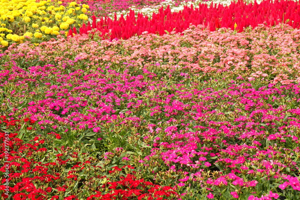 Colorful rows of spring flowers