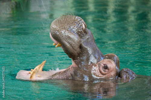 A Hippo or Hippopotamus with its mouth open swimming in pond