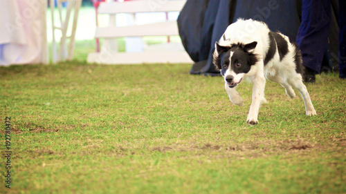 Energetic dog running fast on the grass