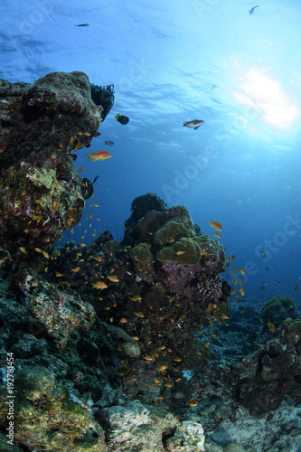 Beautiful Coral Reef in Blue Waters of Maldives