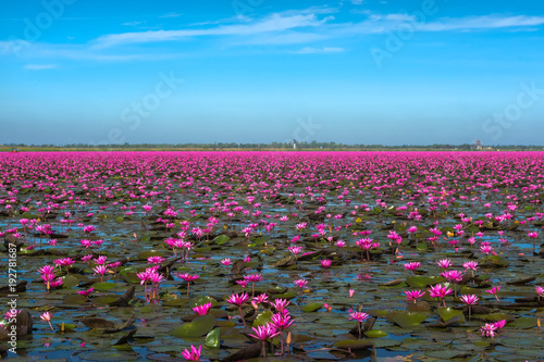 Fotografie Lake of Red waterlily at Udonthani Province , Thailand