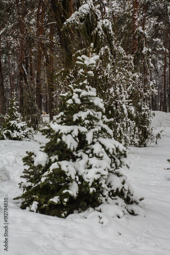 Two spruce trees in the snow in the winter park in Kyiv. Ukraine