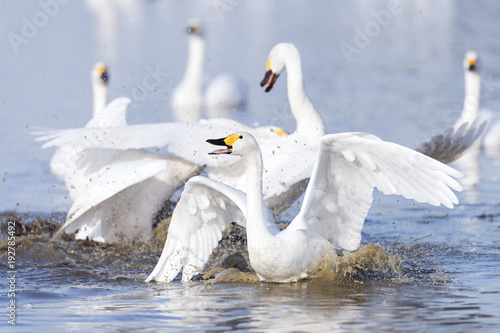 Swans conflict