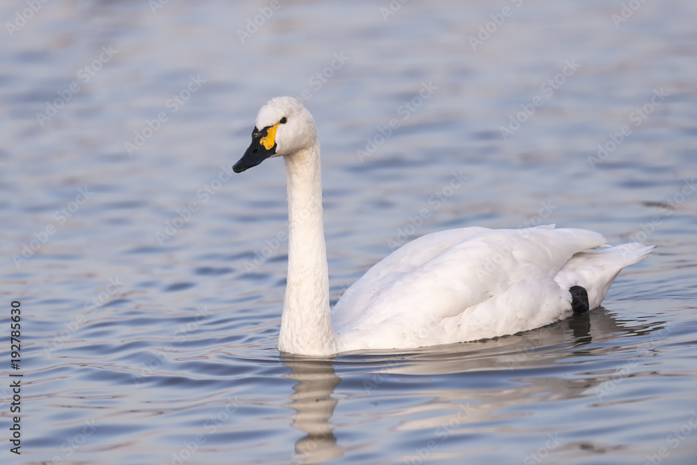 Obraz premium Swan in lake