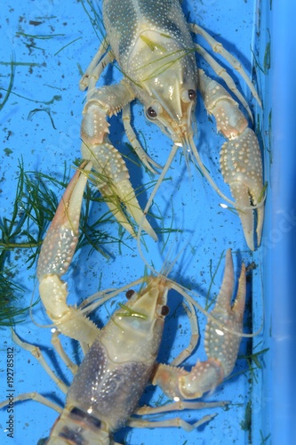 Colorful crayfish ( Procambarus Clarkii Clear ) in a blue plastic tray. photo